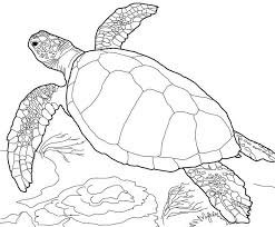 For kids and adults, tattoo, shirt design effect, logo and decoration. Loggerhead Sea Turtle Coloring Page Free Printable Coloring Pages For Kids