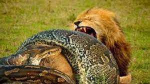 Play best animal simulator games and forget lion vs tiger fighting games. Anaconda Vs Lion Real Fight To Death Wild Animals Attack Youtube
