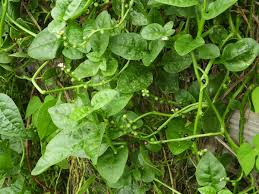 Image result for Basella