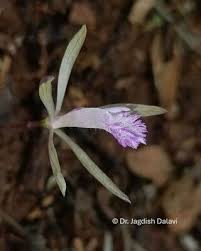 Image result for Nervilia petraea
