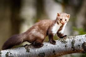 A Young Stone Marten Is Walking Along A Birch Trunk The Marten Looks So Nice Into My Camera Really Teriffic Moment By Christ My Pictures Pics In This Moment