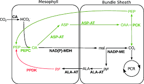 Image result for Alloteropsis