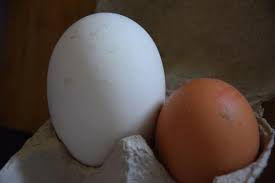 Les petits œufs de poule (s) pèsent moins de 53 grammes, les œufs moyens (m) ont un poids compris entre 53 et 63 g, pour les gros œufs (l) c'est entre 63 et 73 g et les très gros œufs (xl) eux pèsent plus de 73 g. Que Faire Avec Un Åuf D Oie