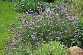 Image result for Nemesia lilacina