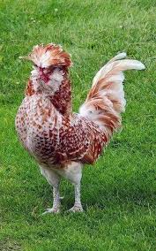 Pin Di Ayam Hias