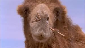 The film is bright and colourful and immerses pupils in the story through a clear, friendly narrative. The Story Of The Weeping Camel 2003