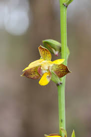 Image result for Eriosema cordatum