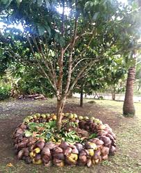 Tropical fruit trees for sale online at pepe's fruit trees. The Amazing Revival In The Cultivation Of Tropical Fruit Trees Agriculture Monthly
