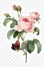 Hand Drawn Sparkling Cabbage Rose Flower Sticker With White Border Free Image By Rawpixel Com Manotan Rose Flower Png Flower Illustration Flower Png Images