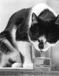Islandclan Popular Cat Breeds Cats Black And White