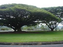 This Giant Tree In A Japanese Garden On The Hilo Side Of The Big Island Aloha Japanese Garden My Secret Garden Giant Tree