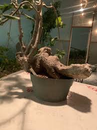 Image result for Cibirhiza