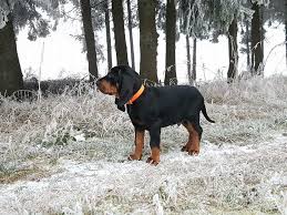Black And Tan Bloodhound Puppy Pin On Black Tan Coonhounds