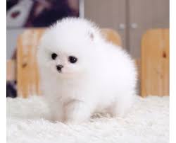 Wir sammeln bis zu 288 anzeigen von hunderten kleinanzeigen portalen für dich! Kostenlose Kleinanzeigen Verkaufen Und Kaufen Deutschland Hunde Germany Brandenburg Alt Buchhorst Niedliche Pomeranian Zwergspitz Welpen