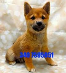 How much do shiba inu puppies cost? Shiba Inu Cani Annunci Animali Trovacuccioli Com Gratis Cani Gatti