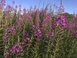 My purple weed is not henbit, purple vetch, violets or like anything we have ever seen here in georgia before. Willowherb Control How To Get Rid Of Willowherb Weeds
