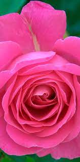 Flowers Wallpapers Hd And Widescreen Pink Rose Flower Wallpaper Http Www Fabuloussavers Com Beautiful Rose Flowers Rose Flower Wallpaper Beautiful Flowers