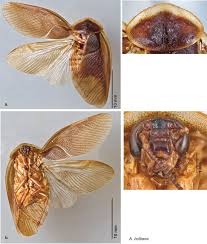 Places dyersburg, tennessee home improvementpest control service aztec pest control. A Revision Of The Genus Arenivaga Rehn Blattodea Corydiidae With Descriptions Of New Species And Key To The Males Of The Genus