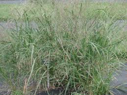 Image result for Panicum eickii
