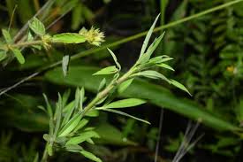 Image result for Stylosanthes guianensis