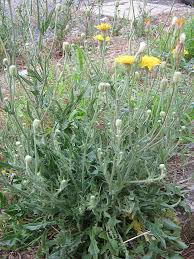 Image result for Crepis newii