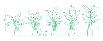 0.734 gal 1.66 gal 3.00 gal 3.843 gal 6.085 gal. Bird Of Paradise Dimensions Drawings Dimensions Com