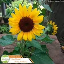 Tidak ada bunga yang bisa mengangkat semangat seseorang seperti bunga matahari. Tanaman Hias Bunga Matahari Shopee Indonesia