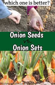 Onion Seeds Vs Onion Sets What Is The Best Option For Your Garden Onion Garden Seeds Sets P Planting Onion Sets Planting Onions Bulbs Planting Onions