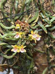 Image result for Taeniophyllum