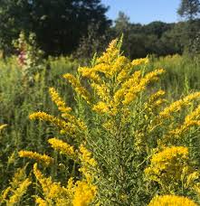 Image result for Solidago