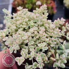 Image result for Crassula alsinoides