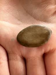 Image result for Dasylepis eggelingii