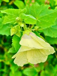 Image result for Hibiscus diversifolius