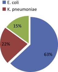 Antimicrobial Susceptibility Of Urinary Klebsiella Pneumoniae And The Emergence Of Carbapenem Resistant Strains A Retrospective Study From A University Hospital In Morocco North Africa Sciencedirect