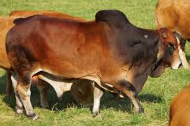 Many breeders and producers will attest to the extreme lengths to which they will go, in protecting their calves. Brahmousin Cattle