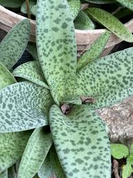 Image result for Drimiopsis botryoides