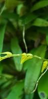 Image result for Habenaria galactantha