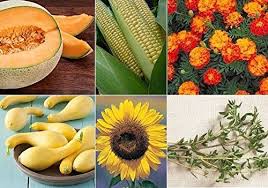 David S Garden Seeds Collection Set Companion Planting Me Https Www Amazon Com Dp B079sw4c4h Ref Cm Companion Planting Companion Gardening Planting Seeds