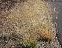 Image result for Agrostis continuata