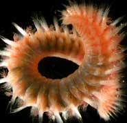 Image result for Polychaeta spp.