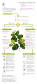 plant deficiency diagram aqua calc infographics