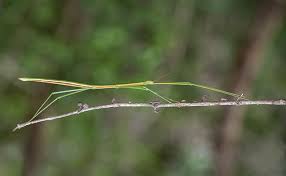 Mardi, livraison, traitement et fin de l'invasion. Le Phasme L Insecte Qui Ressemble A Une Brindille D Elevage Facile