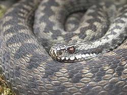 Dec 08, 2005 · man skiller hoggorm lett fra buorm som har to karakteristiske hvite/gule nakkeflekker, mens slettsnok skiller seg ut med to rader med sorte prikker på ryggen. Hoggorm Wikipedia