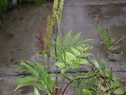 Image result for Anemiaceae