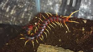 The amazonian giant centipede, however, creeps out at night to stalk even larger victims. Scolopendra Gigantea White Leg Maintenance Plus Feeding Youtube