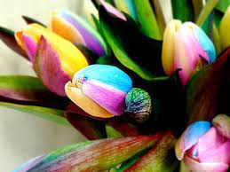 Nnn Rainbow Tulips Growing Tulips Tulips Flower Seeds