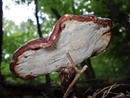 Image result for Ganoderma tsugae