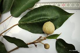 Image result for Croton megalocarpus