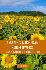 Located in michigan state, traverse city stand as the county seat of grand traverse county that embodies peaceful neighborhood and beautiful surroundings. Amazing Michigan Sunflowers Fields Farms And Where To Find Them