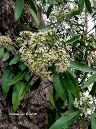 Image result for Nuxia oppositifolia